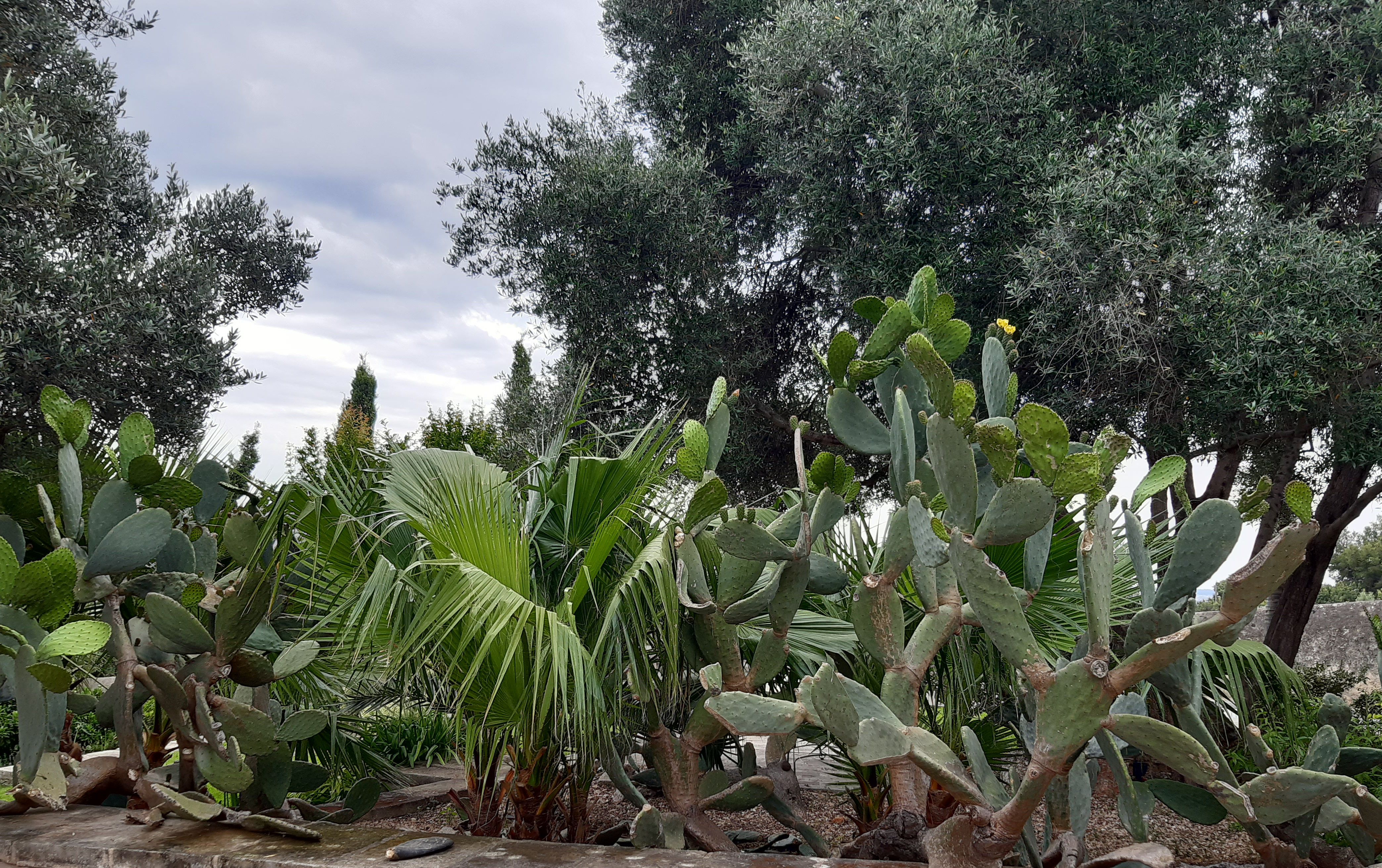 Big palmleaves like a fan between the beautiful cactus Optunia.