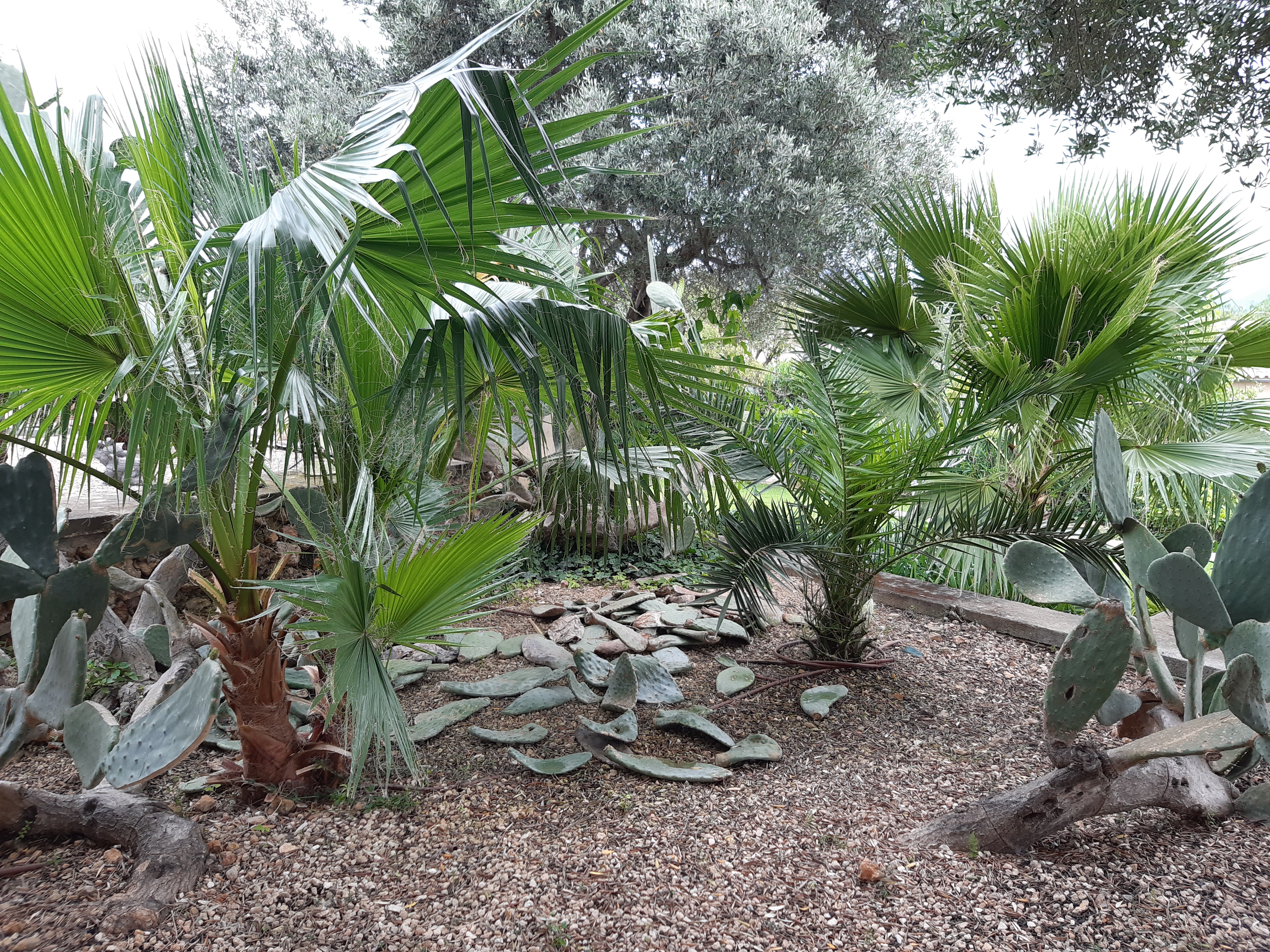 Big palmleaves like a fan between the beautiful cactus Optunia.